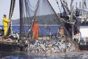 从捕捞到餐桌,海鲜保鲜的终极指南:掌握技巧,让您尽享每一口鲜美!