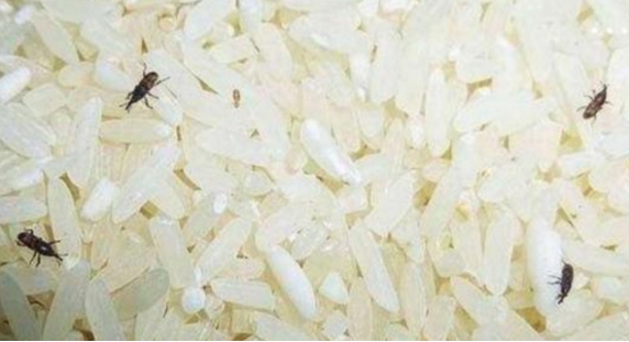 大米生虫了?别急着扔!3个妙招轻松驱赶米虫,让你的大米重获新生!