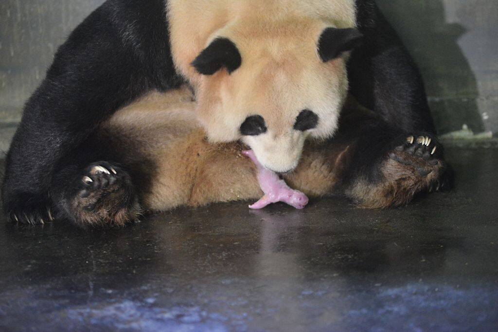 7月24日生肖鼠运势解析：财运聚焦短期理财新品