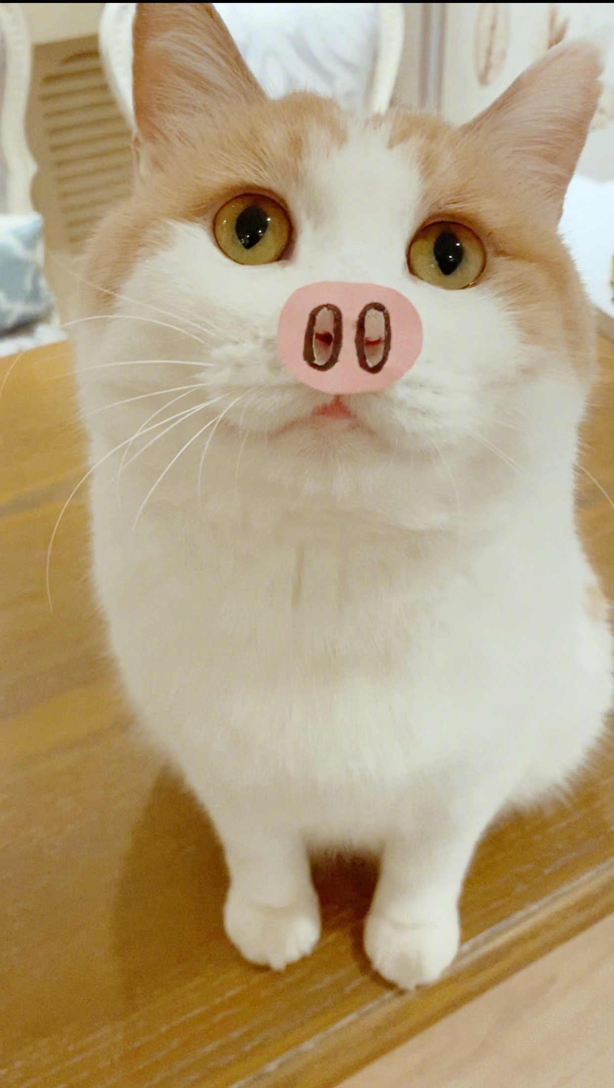 用猪头猪脑猜生肖 脑洞大开 答案解析 (用猪头猪脑猜成语)