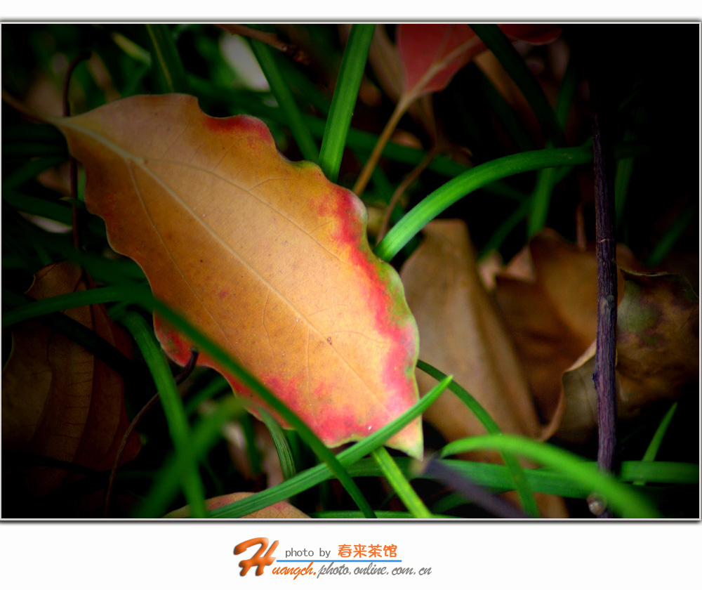 叶落归根 一场秋意蕴藏的诗意解谜 生肖识真 (叶落归根 上一句)