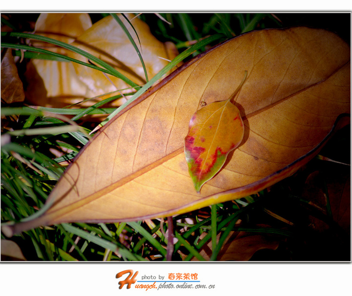 叶落归根 一场秋意蕴藏的诗意解谜 生肖识真 (叶落归根 上一句)