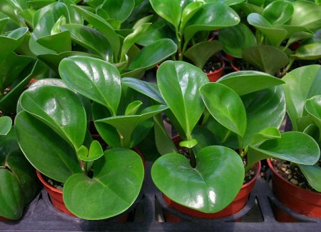 观叶植物如何修剪?