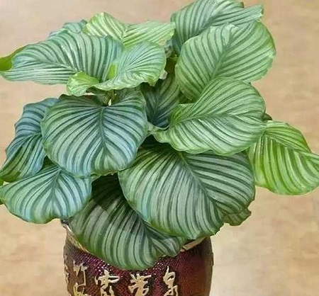 观叶植物如何修剪?