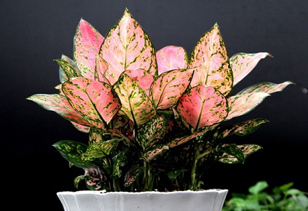 观叶植物如何修剪?
