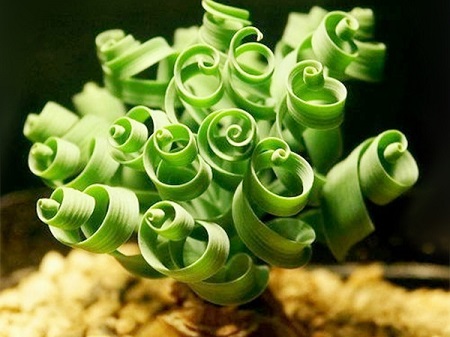 观叶植物如何修剪?