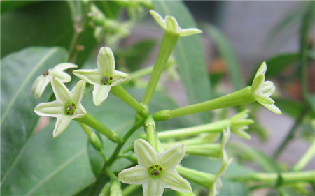 夜来香是什么植物的别称